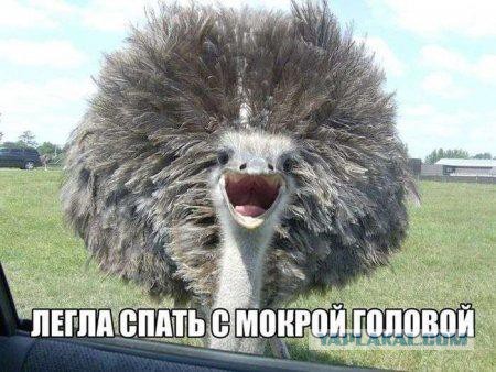 Юмор не для всех