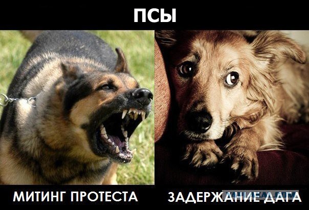 Хозяев лабрадора, в которого выстрелил полицейский, привлекут к ответственности