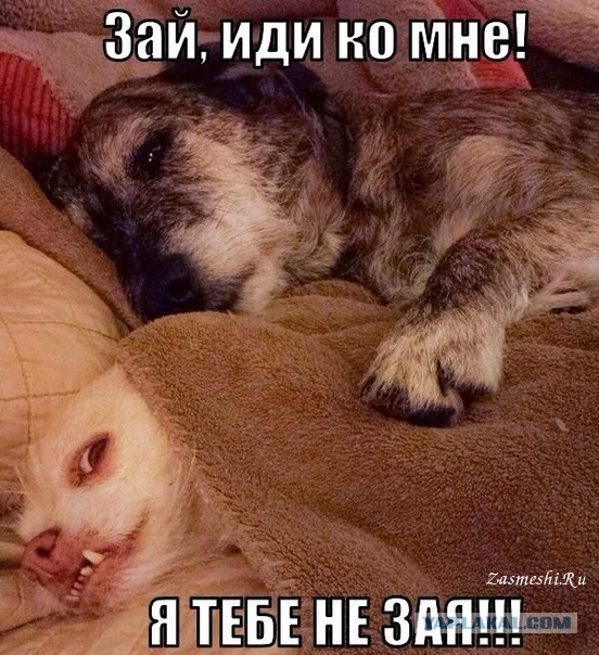 Смешные картинки из сети на 27.10.16