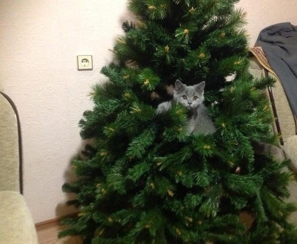 Коты из сети