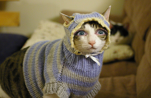 Коты из сети