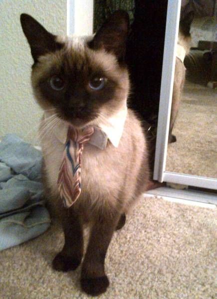 Коты из сети