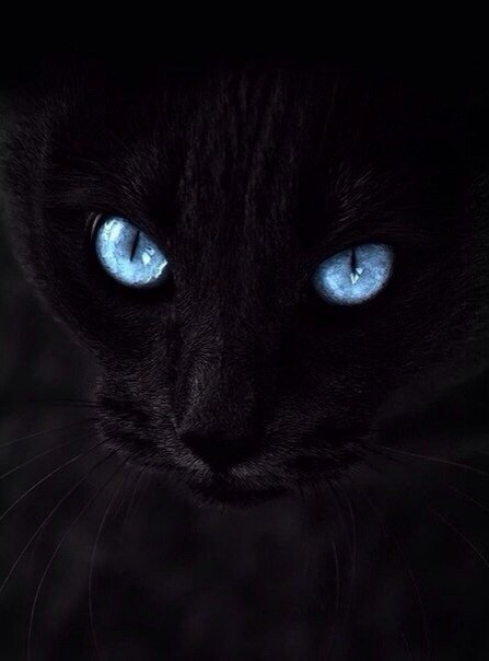 Коты из сети
