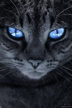 Коты и Кошки
