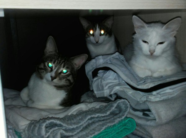 Коты и Кошки
