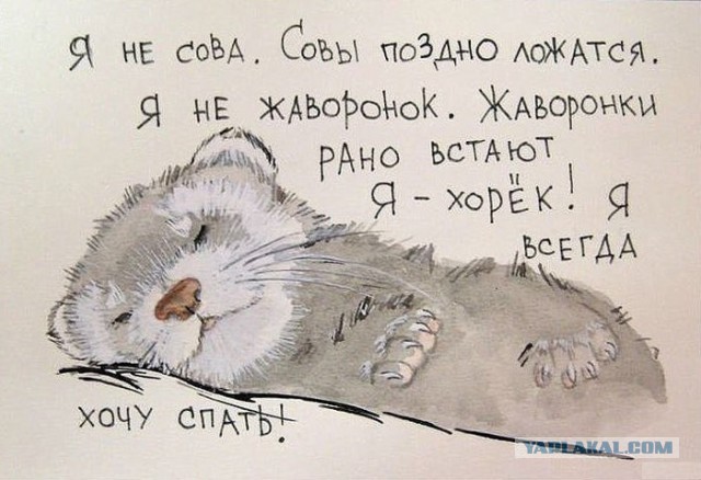 25 фактов о сне животных