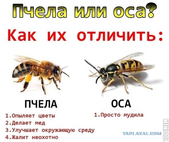 Шершни - способы борьбы