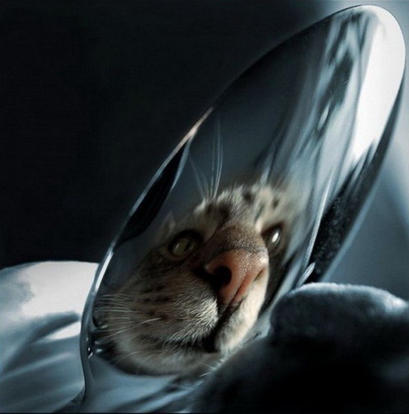 Коты и Кошки