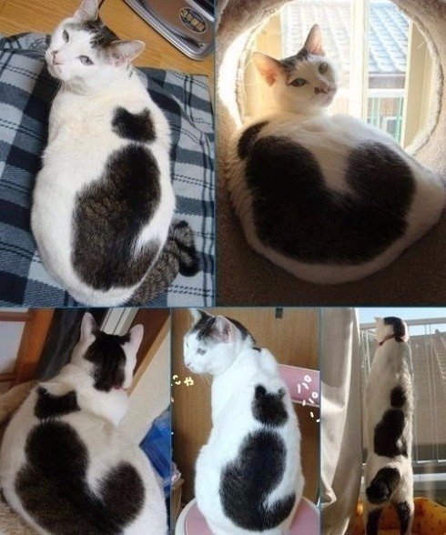 Коты и Кошки