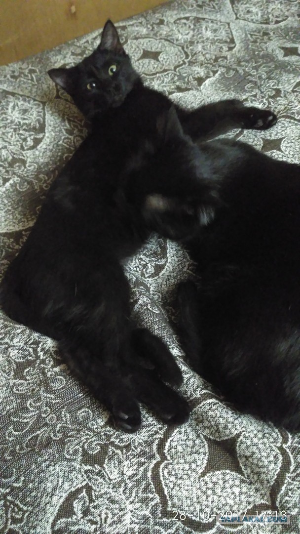 Котовторник 31.10.2017