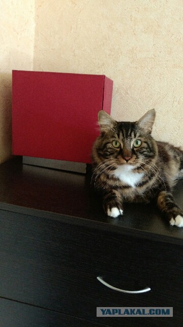 Котовторник 29.5.18
