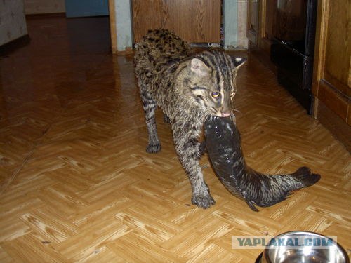 Котовторник на ЯПлакалъ (03.06), котята (31 шт)