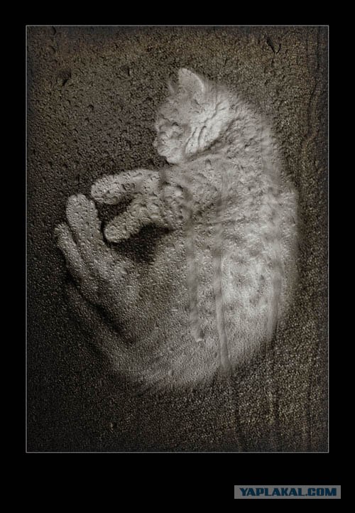 Котовторник на ЯПлакалъ 08.07.2008