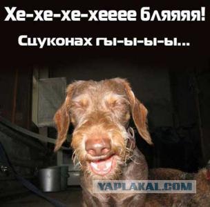 Кошак в шоке