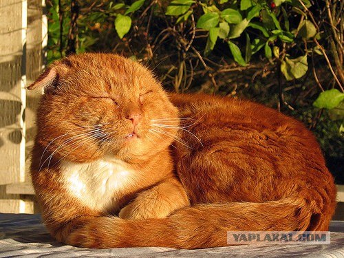Котовторник на вторник, Котовторник