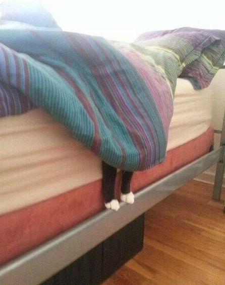 Прикольных котов пост