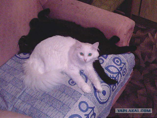 В рамках "Котовторника" (35 фот)