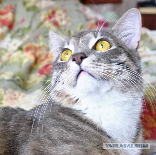 Котейкин вторник! Космический 12.04!