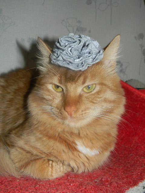 Котовторник 1.11.11