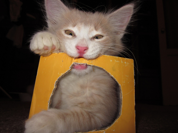 Котовторник 22.11.11