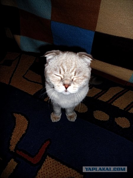 Котовторник 06.12.2011