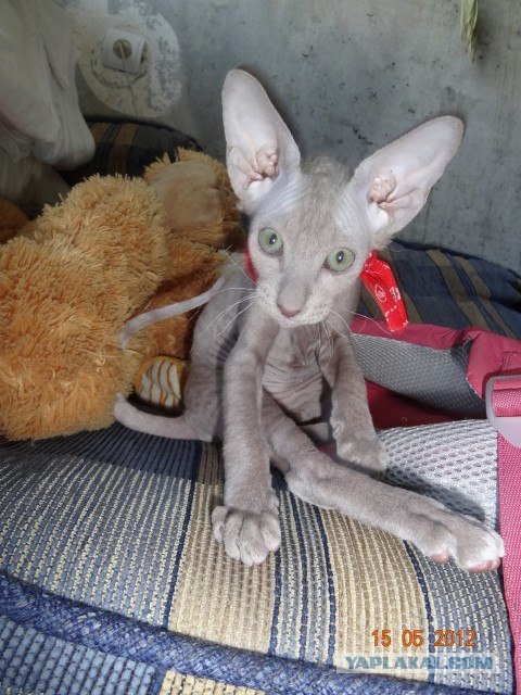 Котовторник  19.06.2012