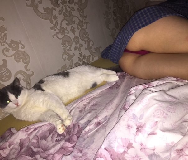 Забавные фото котеек