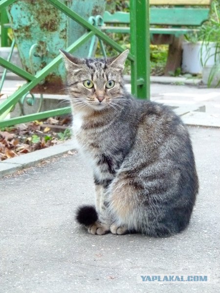 Котовторник ( 23.10. 2012. )