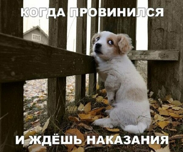 Пара-пара-пам! Фьють. Картинки с надписями.