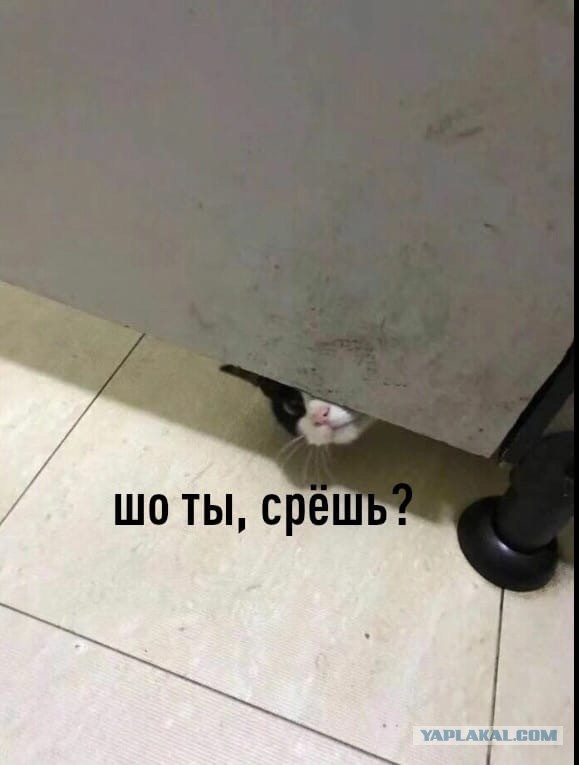 Большая пресс-конференция Владимира Путина — 2021