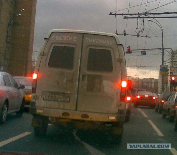 Свежие пингвины