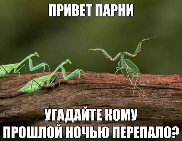 Немного юмора, гуманитарного - 4
