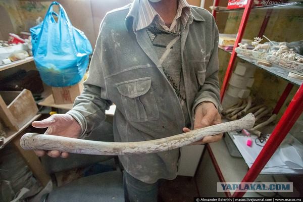 Вы ещё не видали, как дрочит морж?