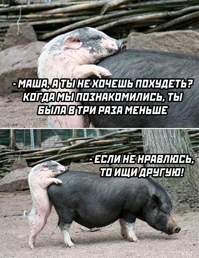 Весёлый полтишок 17.06.24