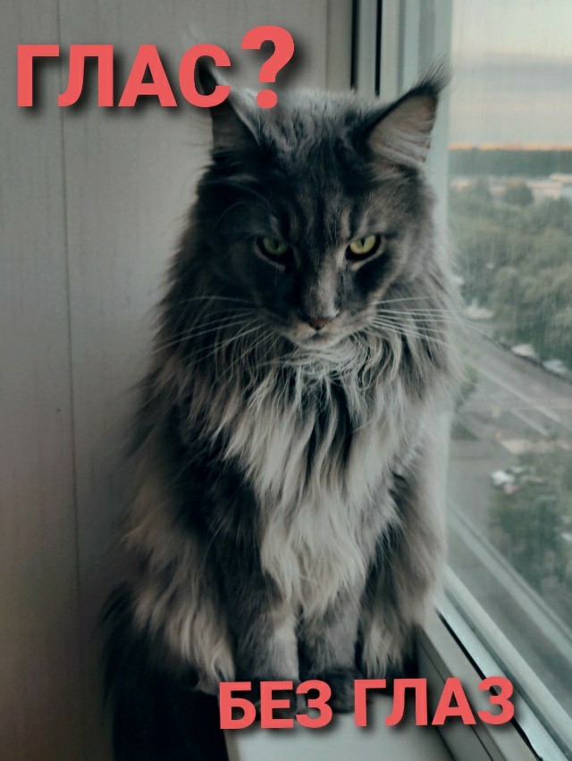 Да просто кот, зовут тоже Кот