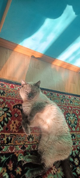 Спящих котеек тред
