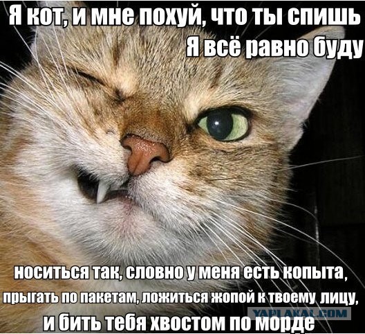 Этому коту явно нечего делать.