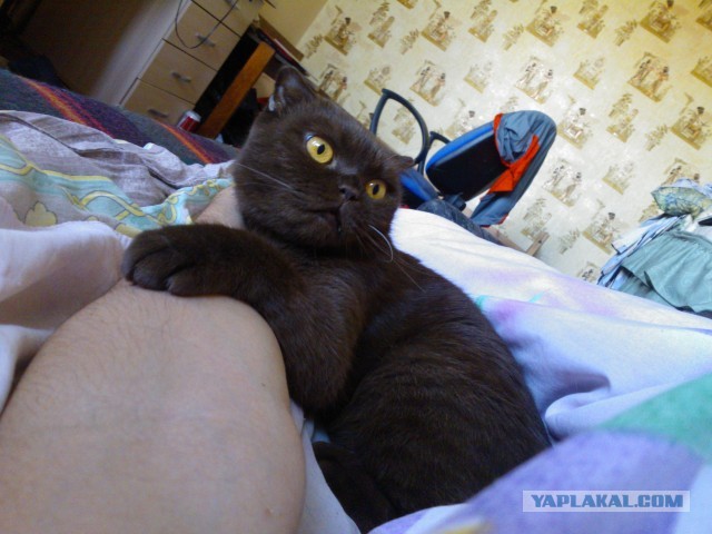 Котовторник 8.10.2013