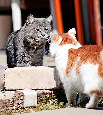 Котовторник  05.11.2013