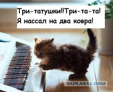Смешные комментарии из соц. сетей