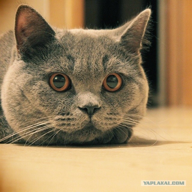Котовторник 04.03.2014