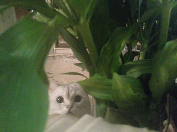 Котовторник   15.04.2014