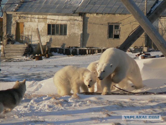 Медведи учат медвежат быть медведями