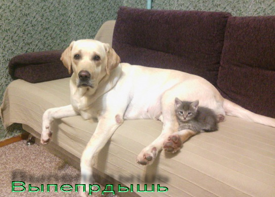 Котовторник 30.09.2014