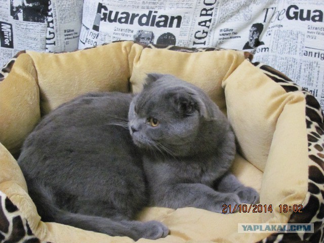 Котовторник 21.10.2014