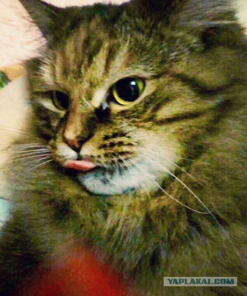Котовторник 07 04 2015