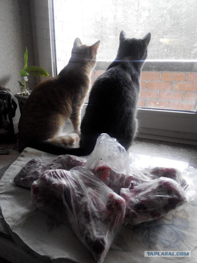 Котовторник 28.04.2015