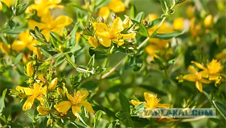 Самые опасные растения России