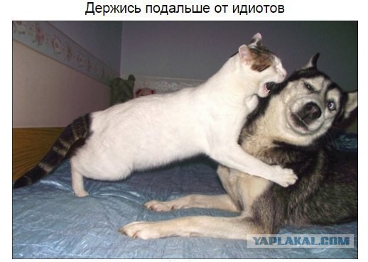 Известные котомемы.