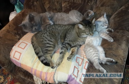 Вот такое чудо из подвала